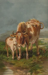 Alderney Koe en Kalf